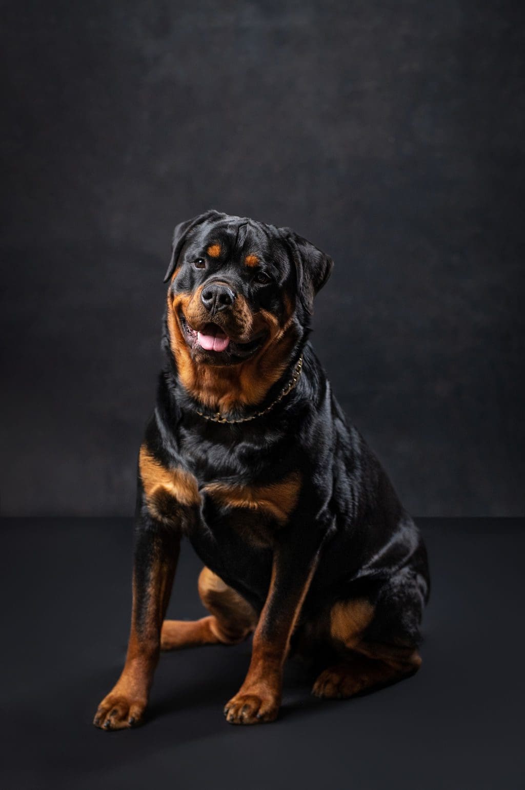 Reno Pet and Dog Photographer